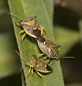 Conquistator mucronatus - Conquistator mucronatus