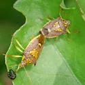 Conquistator mucronatus - photo 2