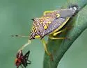 Conquistator mucronatus - photo 3