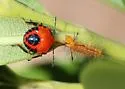 Conquistator mucronatus - photo 4