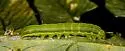 Sharp Angle Shades - Hodges#9548 - photo 2