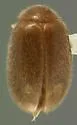 Contacyphon americanus
