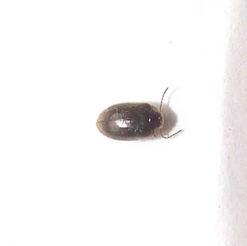 Contacyphon coarctatus