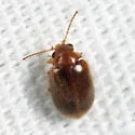 Contacyphon modestus