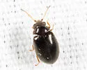 Contacyphon neovariabilis