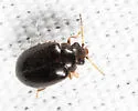 Contacyphon neovariabilis - photo 2