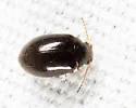 Contacyphon neovariabilis - photo 3