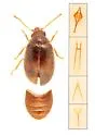 Contacyphon obscurellus