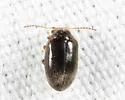 Contacyphon punctatus - photo 2