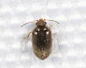 Contacyphon punctatus - photo 3