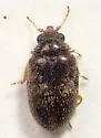 Contacyphon punctatus - photo 4