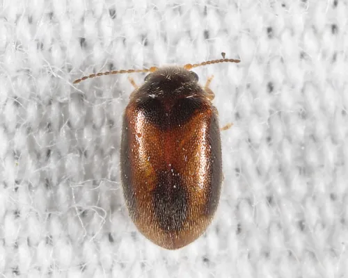 Contacyphon setulipennis - photo 2