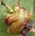 Contarinia cerasiserotinae - photo 5