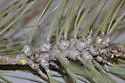 Contarinia coloradensis
