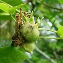 Boxelder Gall Midge