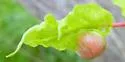 Boxelder Gall Midge - photo 2