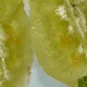 Boxelder Gall Midge - photo 3
