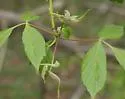 Boxelder Gall Midge - photo 4