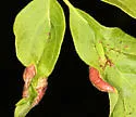 Boxelder Gall Midge - photo 5