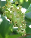 Contarinia racemi