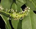Contarinia racemi - photo 3