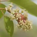 Contarinia racemi - photo 4