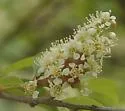 Contarinia racemi - photo 5