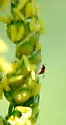Sorghum Midge