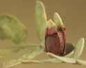 Contarinia undescribed-species-on-acacia