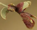 Contarinia undescribed-species-on-acacia - photo 4