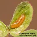 Contarinia undescribed-species-on-acacia - photo 5