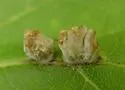 Contarinia undescribed-species-on-boxelder