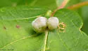 Contarinia undescribed-species-on-boxelder - photo 4