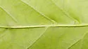 Contarinia undescribed-species-on-boxelder - photo 5