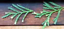Contarinia undescribed-species-on-incense-cedar