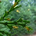 Contarinia undescribed-species-on-incense-cedar - photo 2