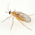 Contarinia undescribed-species-on-incense-cedar - photo 5
