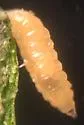 Contarinia undescribed-species-on-milkweed