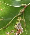Contarinia undescribed-species-on-oak