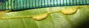 Contarinia undescribed-species-on-oak - photo 3