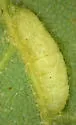 Contarinia undescribed-species-on-oak - photo 4