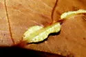 Contarinia undescribed-species-on-oak - photo 5