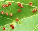 Linden Wart Gall Midge