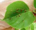 Linden Wart Gall Midge - photo 2