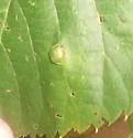 Linden Wart Gall Midge - photo 3
