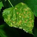 Linden Wart Gall Midge - photo 4