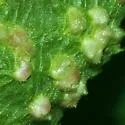 Linden Wart Gall Midge - photo 5