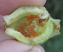 Chokecherry Midge