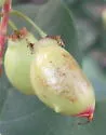 Chokecherry Midge - photo 2