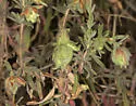 Contarinia zauschneriae